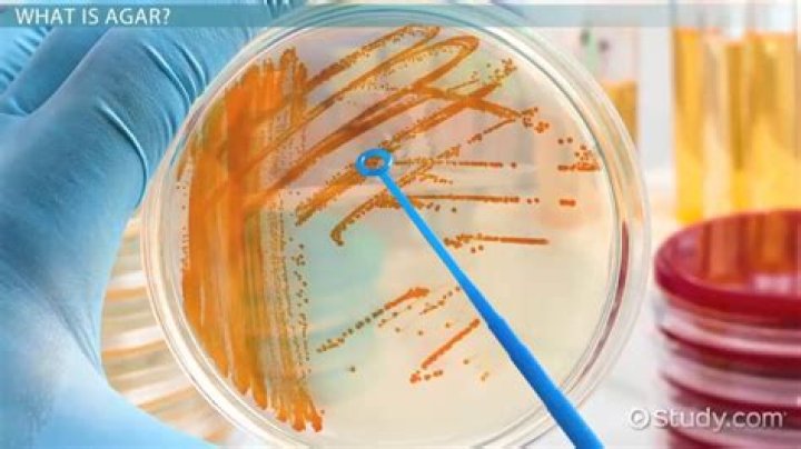 What is Agar made of microbiology?