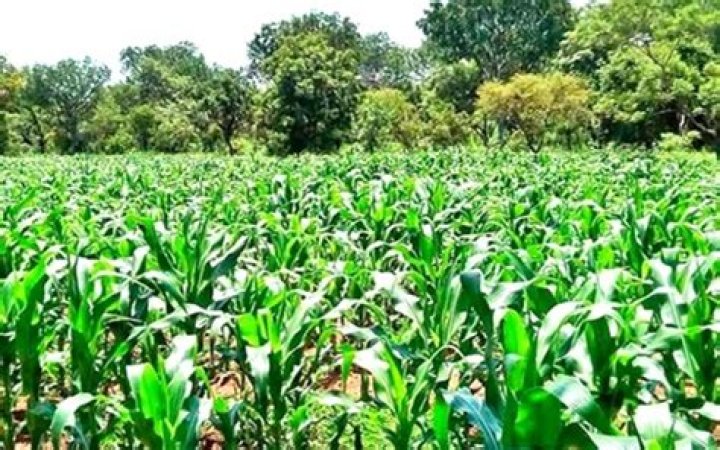 What is Agric?