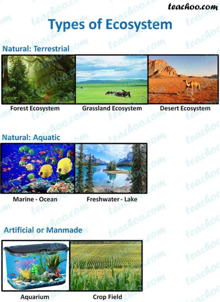 What is an ecosystem and its types?