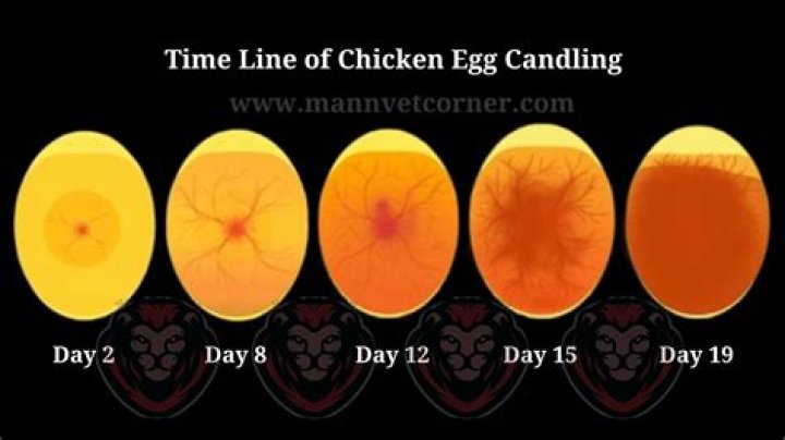 What is an Egg Candler?