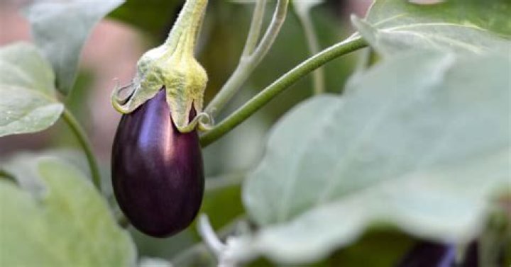 What is an eggplant classified as?