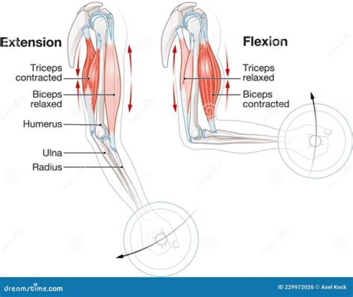 What is an example of flexor and extensor muscles?