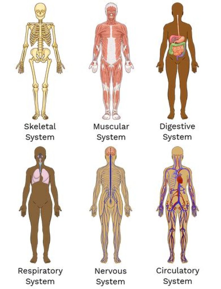 What is an example of organ system?
