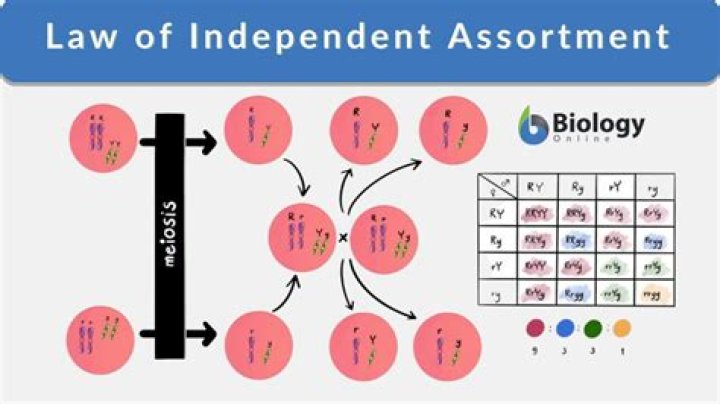 What is an independent assortment in biology?
