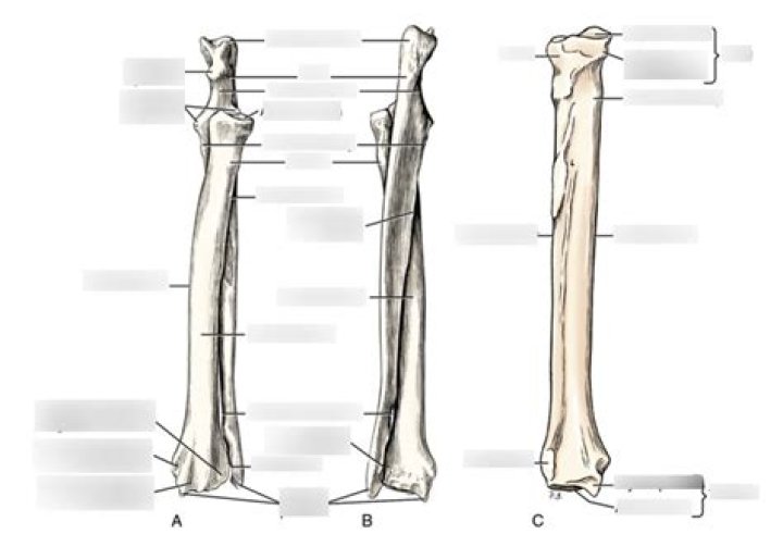 What is another name for the wrist quizlet?