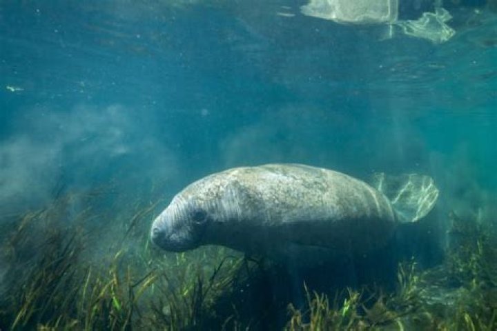 What is being done to protect the West Indian manatee?