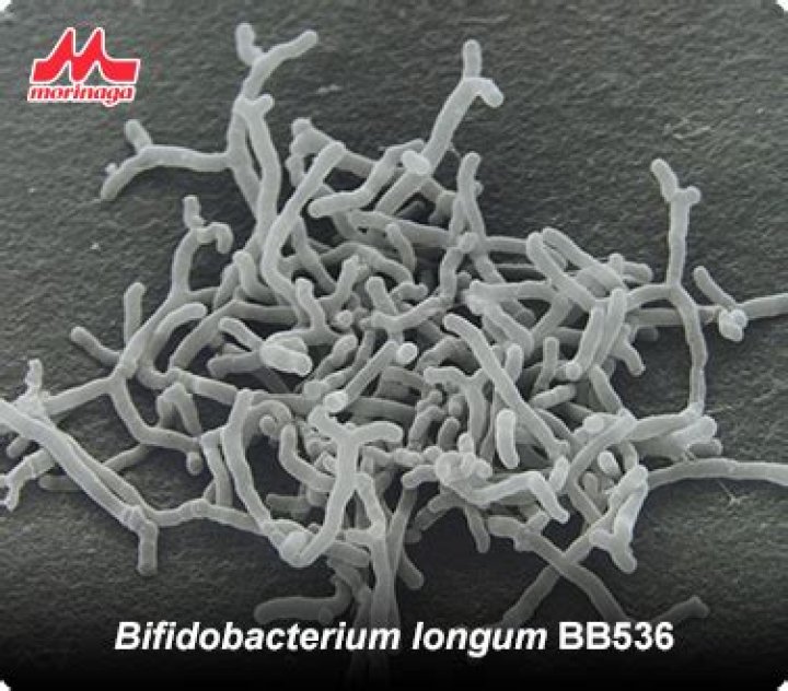 What is Bifidobacterium longum bb536?