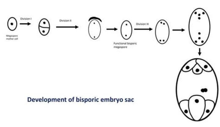 What is Bisporic type of embryo sac?