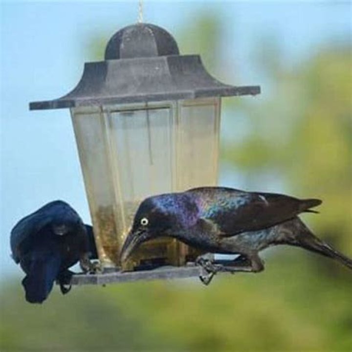 What is Blackbirds favorite food?