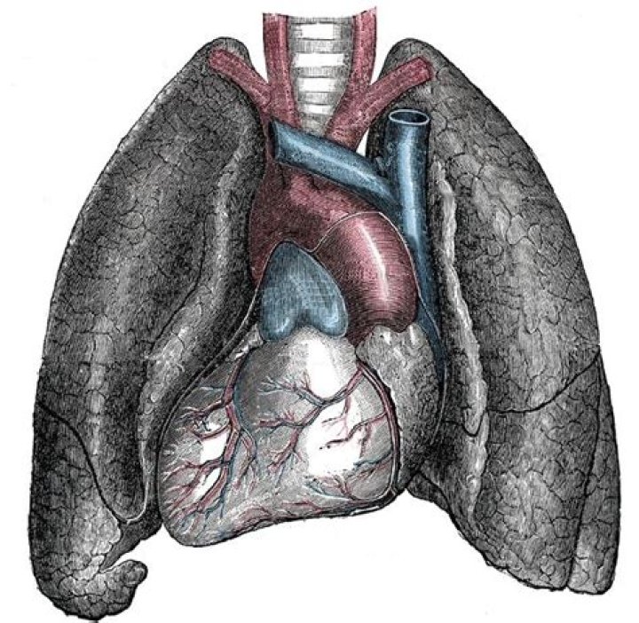 What is Cardiac situs?