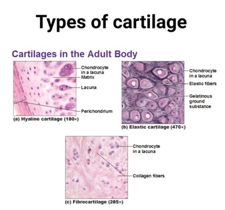 What is cartilage cells?