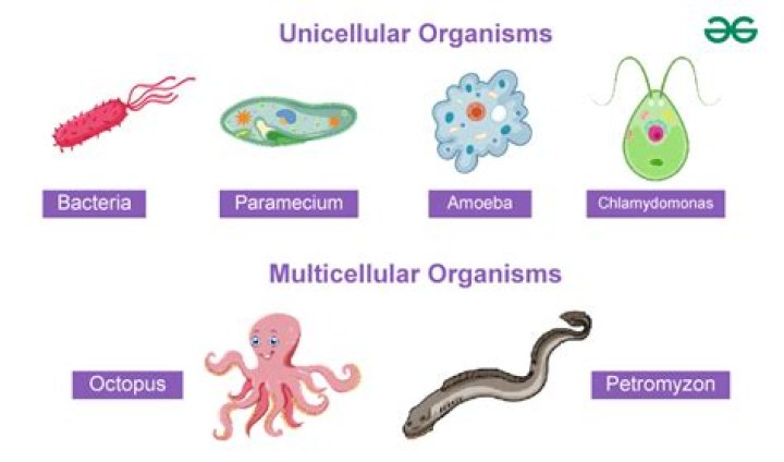 What is cell number in biology?
