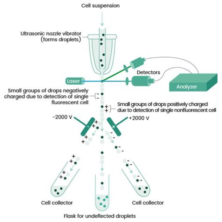 What is cell sorting used for?