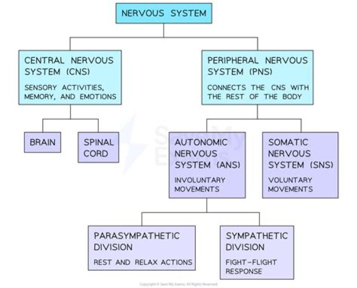 What is central nervous system in psychology?