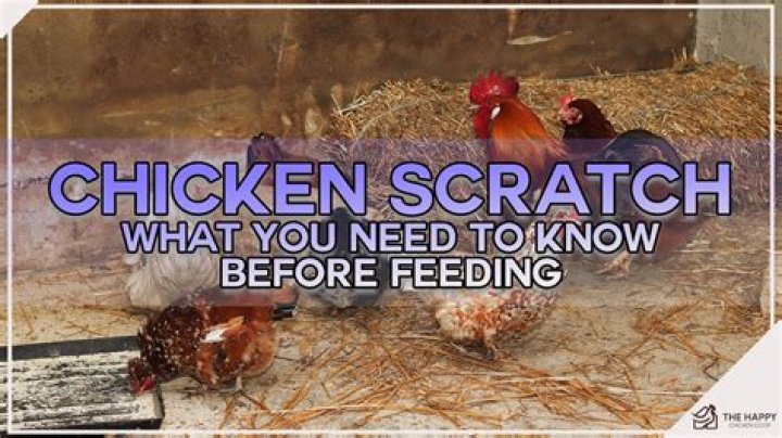 What is chicken scratch for?