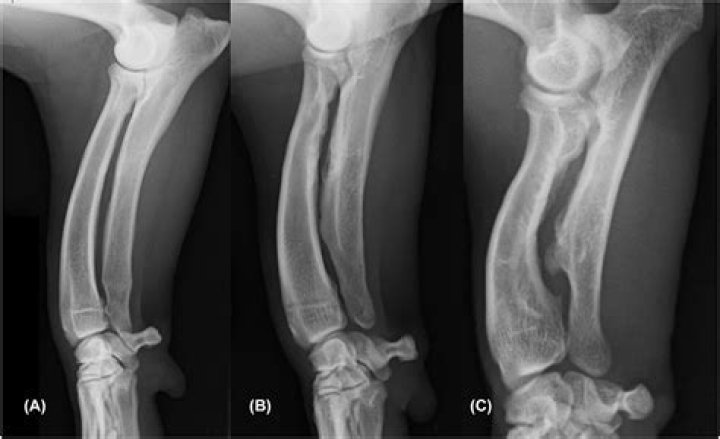 What is Chondrodystrophy in animals?
