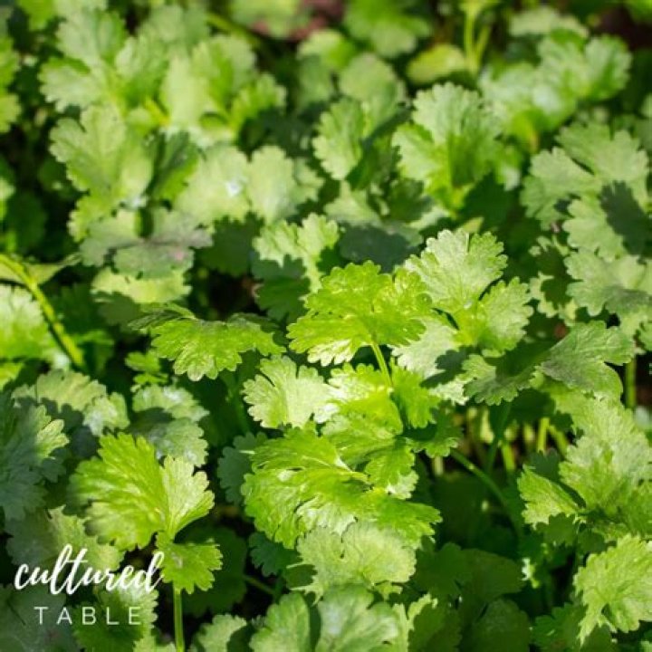 What is cilantro in Farsi?