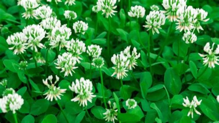 What is clover disease?