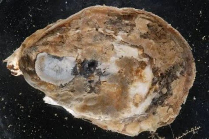 What is Connecticut's state shellfish?