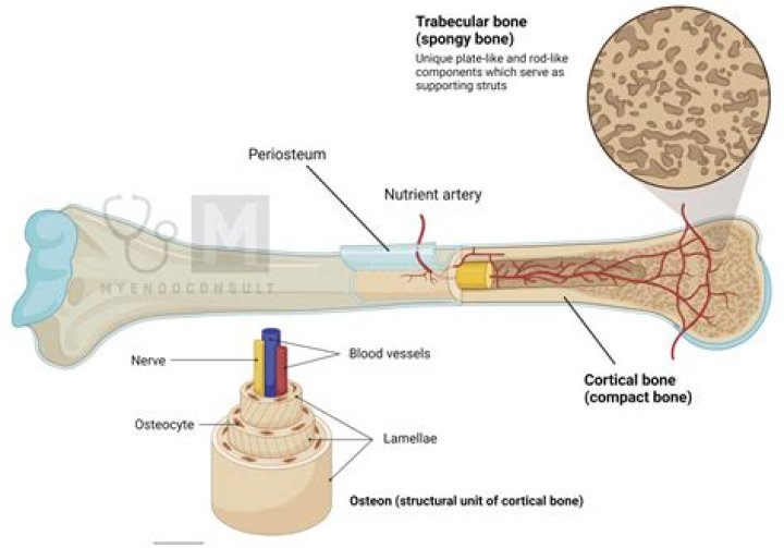 What is cortical bone made of?