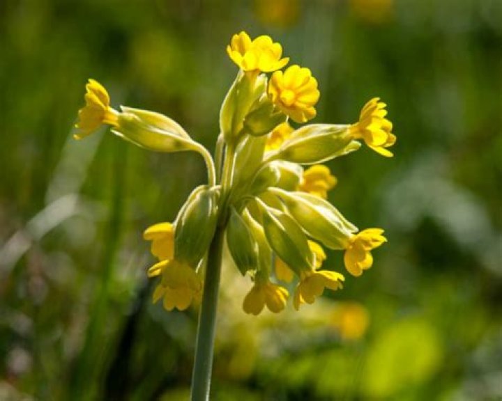 What is cowslip used for?