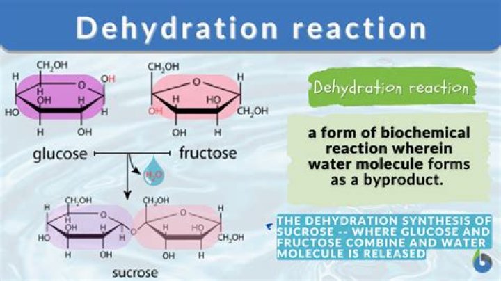 What is dehydration reaction in biology?