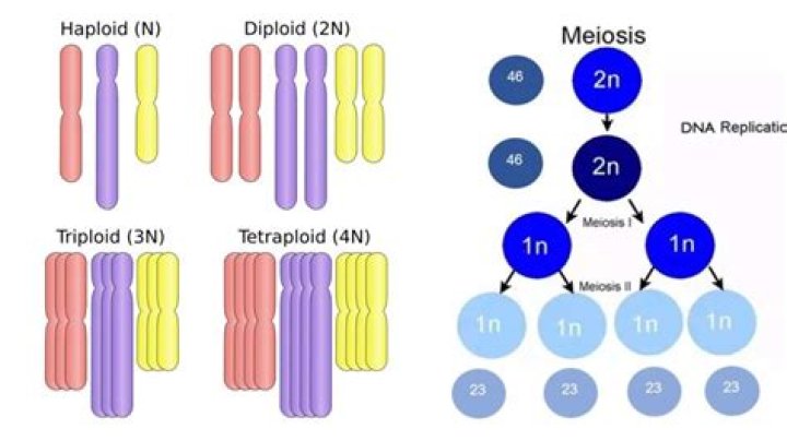 What is diploid cell culture?