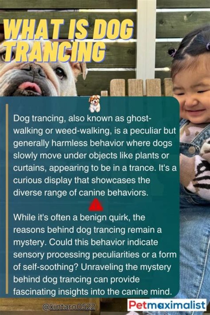 What is dog Trancing?