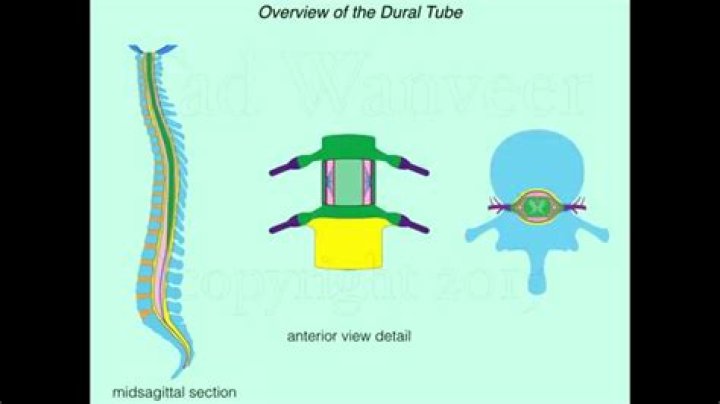 What is Dural material?