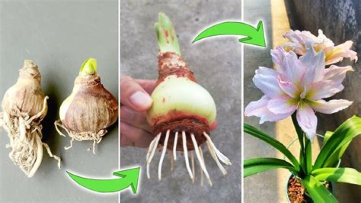 What is eating my Hippeastrum?