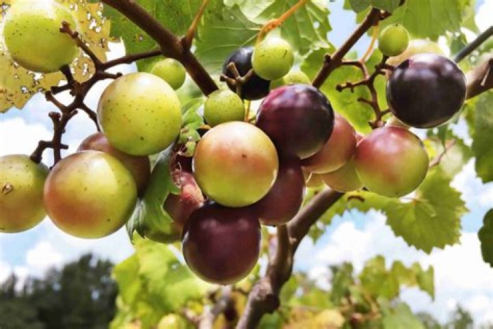 What is eating my muscadines?