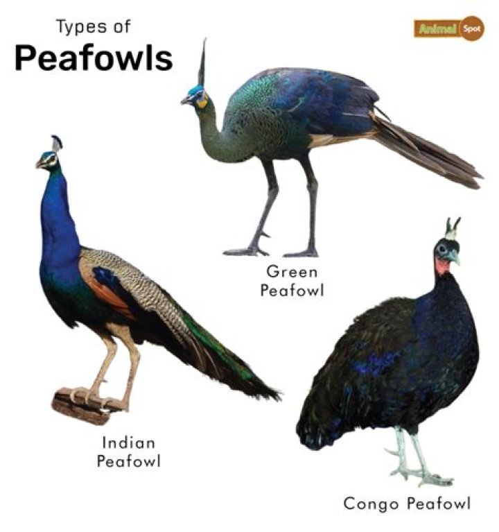 What is food of peacock?