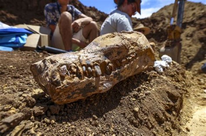 What is fossil Archaeology?