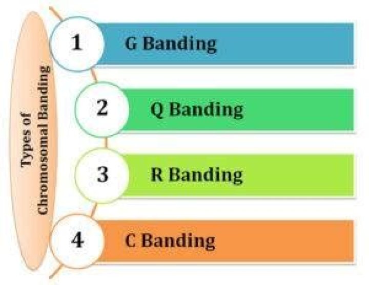 What is G-banding used for?