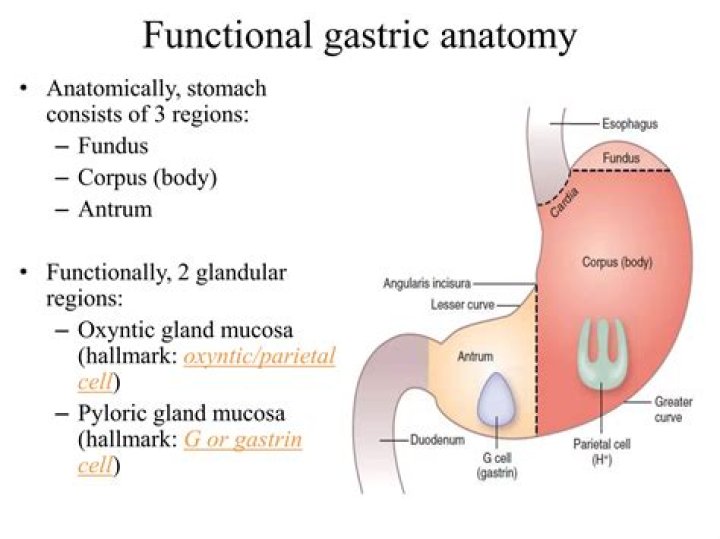 What is gastric A?