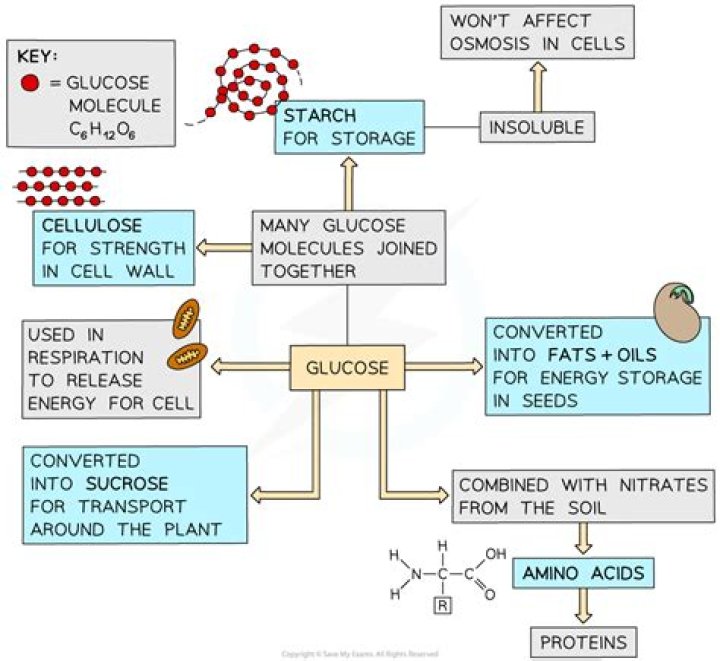 What is glucose converted to in fermentation?