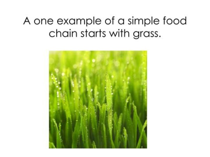 What is grass in a food chain?