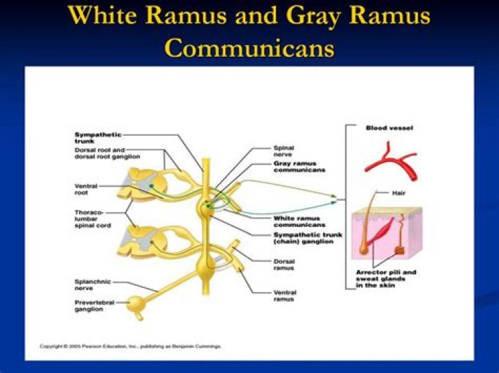 What is gray Ramus?