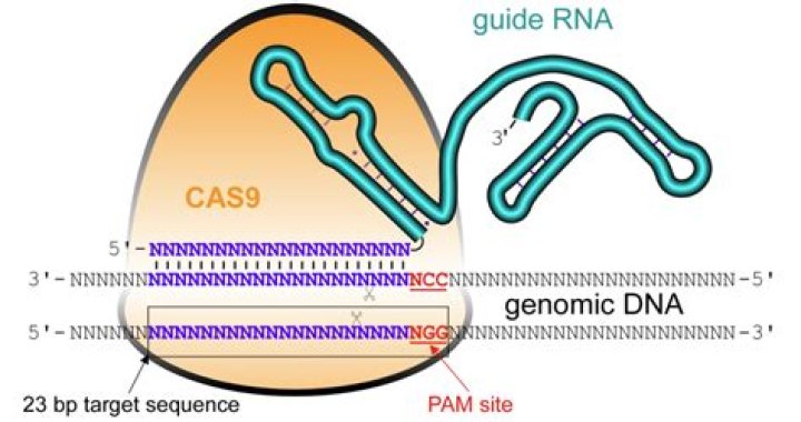 What is gRNA in Crispr?