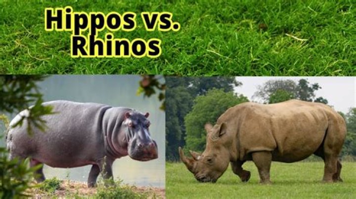 What is heavier a hippo or Rhino?