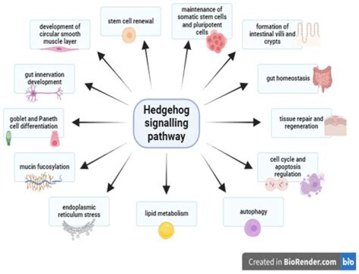 What is hedgehog in biology?