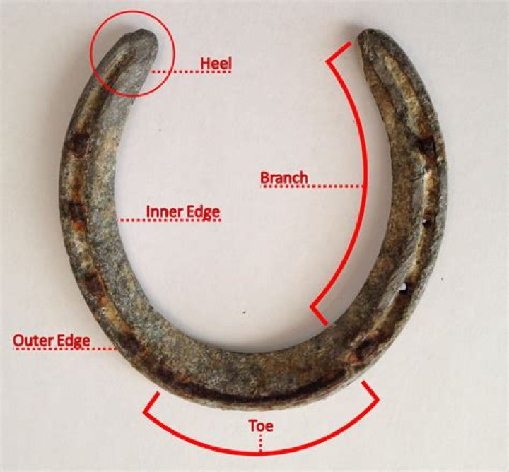 What is horseshoe shape?