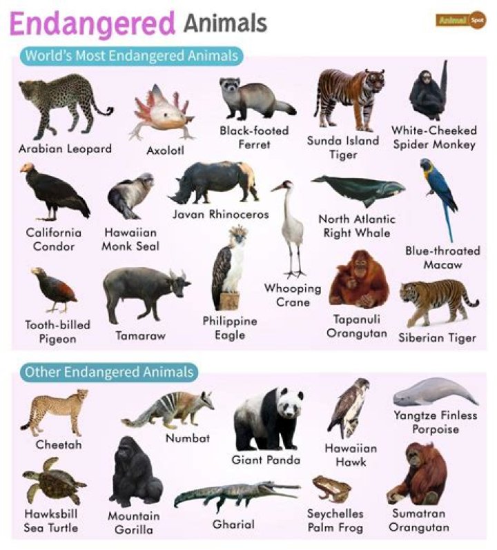 What is in danimals?