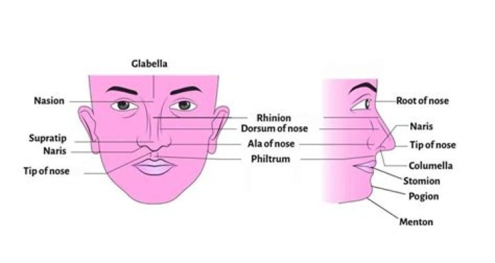What is in your nose?