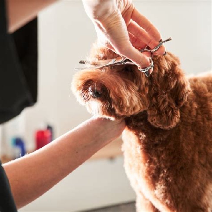 What is included in a full dog groom?
