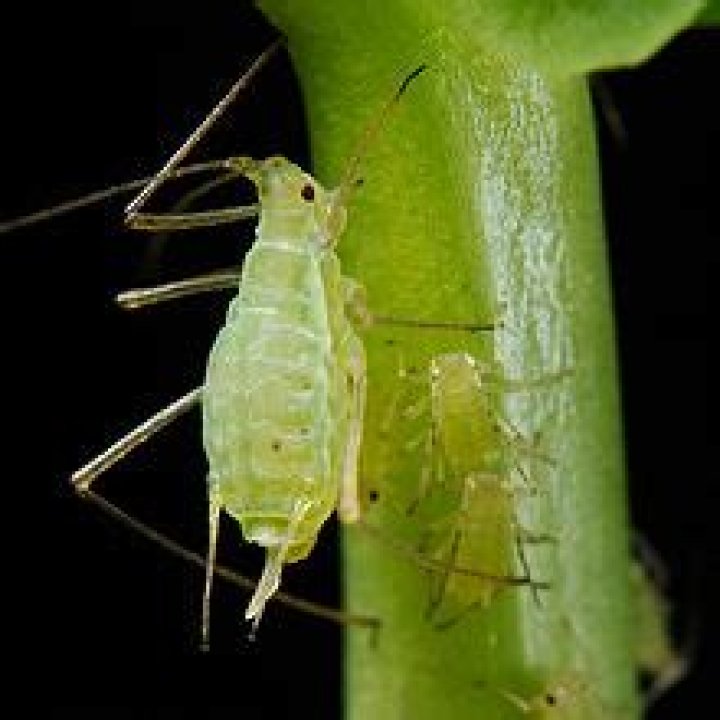 What is insect honeydew?