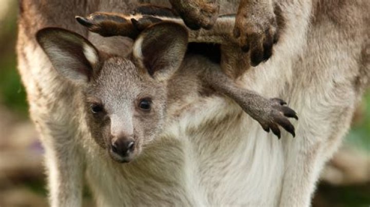 What is kangaroo pocket called?