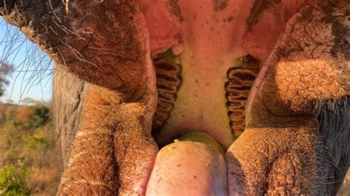 What is made from elephant teeth?