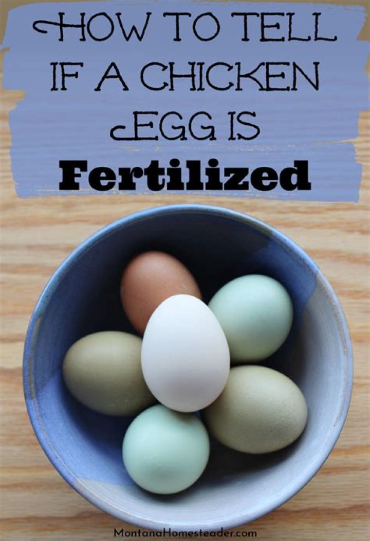 What is meant by fertilized egg?
