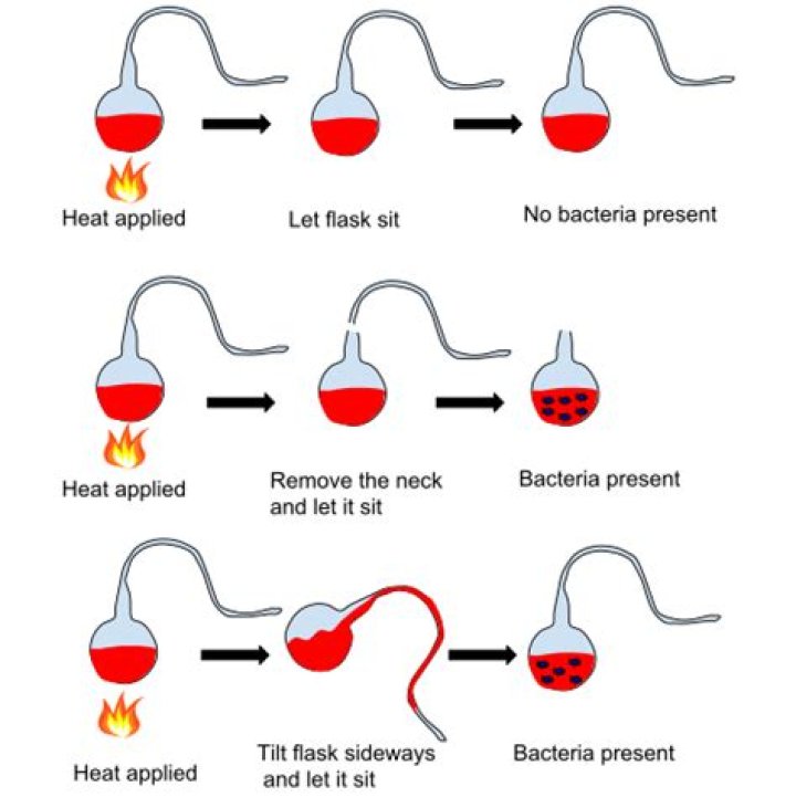 What is meant by Pasteur effect?